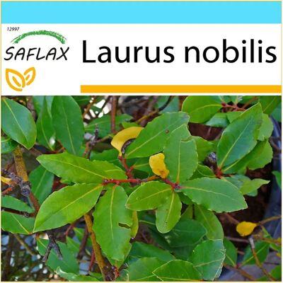 SAFLAX - Ensemble de graines de laurier - Feuillage aromatique - Cadeau pour jardiniers - Publicité SAFLAX - Ensemble de graines de laurier - Feuillage aromatique - Cadeau pour jardiniers - Publicité
