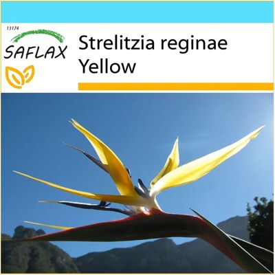 SAFLAX - Set de cadeau - Strelitzia Mandela's Gold jaune - 4 graines - Coffret cadeau compact - Publicité SAFLAX - Set de cadeau - Strelitzia Mandela's Gold jaune - 4 graines - Coffret cadeau compact - Publicité