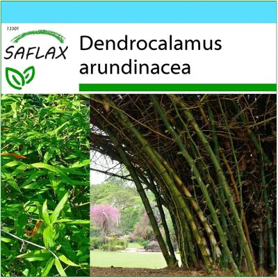 Saflax - Coffret cadeau - Bambou épineux - 50 graines - Dendrocalamus arundinacea - Culture en intérieur - Publicité Saflax - Coffret cadeau - Bambou épineux - 50 graines - Dendrocalamus arundinacea - Culture en intérieur - Publicité