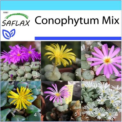 Saflax - Coffret cadeau - Pierres fleuries / Mélange de Conophytum - 40 graines - Kit de culture intérieur - Publicité Saflax - Coffret cadeau - Pierres fleuries / Mélange de Conophytum - 40 graines - Kit de culture intérieur - Publicité