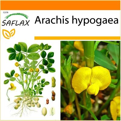 Saflax - Jardin dans le Sac - Plante de cacahuète - 8 graines - Avec substrat dans un sac autoportant adapté - Arachis hypogaea - Publicité Saflax - Jardin dans le Sac - Plante de cacahuète - 8 graines - Avec substrat dans un sac autoportant adapté - Arachis hypogaea - Publicité