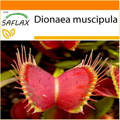 Saflax - Jardin dans le Sac - Venus Flytrap - 10 graines - Publicité Saflax - Jardin dans le Sac - Venus Flytrap - 10 graines - Publicité