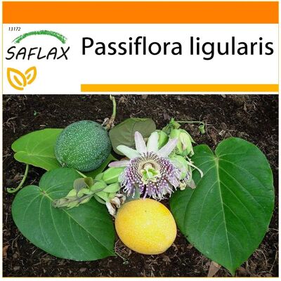 SAFLAX - Jardin dans le Sac - Granadilla Douce - 20 graines - Avec substrat dans un sac auto-érigeant adapté - Passiflora ligularis - Publicité SAFLAX - Jardin dans le Sac - Granadilla Douce - 20 graines - Avec substrat dans un sac auto-érigeant adapté - Passiflora ligularis - Publicité
