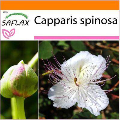 SAFLAX - Jardin dans le Sac - Capparis spinosa - 25 graines - Avec substrat dans sac autoportant - Graine - Publicité SAFLAX - Jardin dans le Sac - Capparis spinosa - 25 graines - Avec substrat dans sac autoportant - Graine - Publicité