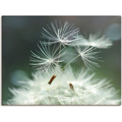 ARTLAND Pusteblume Facility Wandbild - Weiß, 60x45cm ARTLAND Pusteblume Facility Wandbild - Weiß, 60x45cm
