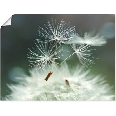 ARTLAND - Pusteblume Facility - Alu-Dibond - 40x30 cm - Wandkunst ARTLAND - Pusteblume Facility - Alu-Dibond - 40x30 cm - Wandkunst