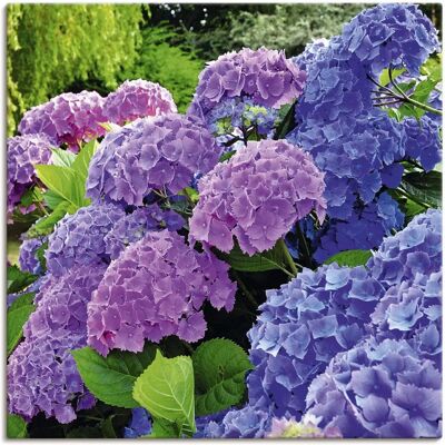 ARTLAND Hortensien Garten Wandbild - 70x70cm - Lila ARTLAND Hortensien Garten Wandbild - 70x70cm - Lila
