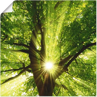 ARTLAND - Sonne strahlt explosiv durch den Baum - 50x50 cm - Grün - Wandbild ARTLAND - Sonne strahlt explosiv durch den Baum - 50x50 cm - Grün - Wandbild