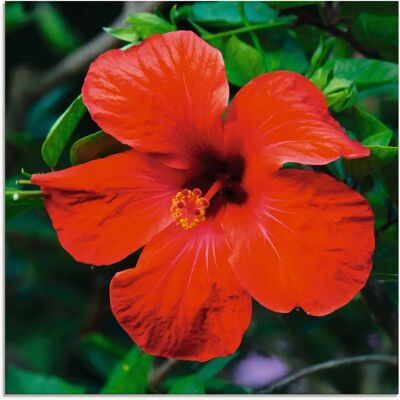 ARTLAND Hawaiiblume Wandbild - Rotes Quadrat-Glasbild - 50x50cm ARTLAND Hawaiiblume Wandbild - Rotes Quadrat-Glasbild - 50x50cm