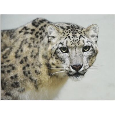 ARTLAND - Schneeleopard - 40x30 cm - Alu-Dibond - Wall art ARTLAND - Schneeleopard - 40x30 cm - Alu-Dibond - Wall art