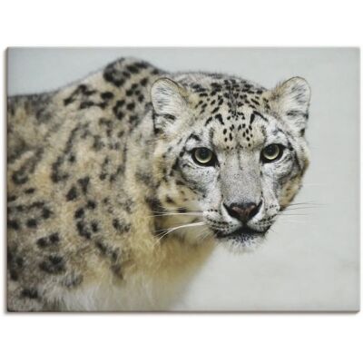 ARTLAND Schneeleopard Wandbild - 80x60cm - Deko für drinnen & draußen ARTLAND Schneeleopard Wandbild - 80x60cm - Deko für drinnen & draußen