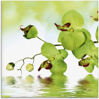 ARTland - Schöne Orchidee mit grünem Hintergrund - 20x20 cm - Glass picture ARTland - Schöne Orchidee mit grünem Hintergrund - 20x20 cm - Glass picture