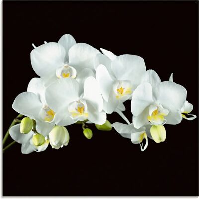 ARTland - Weiße Orchidee - 20x20 cm - Glass picture ARTland - Weiße Orchidee - 20x20 cm - Glass picture