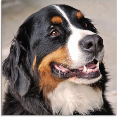 ARTLAND Berner Sennenhund - Wandbild - 50x50cm ARTLAND Berner Sennenhund - Wandbild - 50x50cm