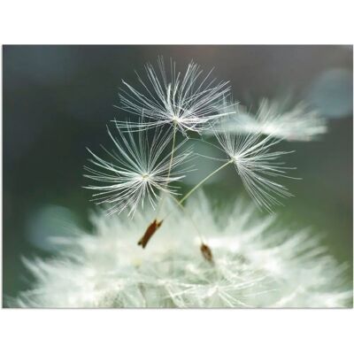 ARTLAND Pusteblume Facility Wandbild - 80x60cm - Weiß - Künstlerin Julia Delgado ARTLAND Pusteblume Facility Wandbild - 80x60cm - Weiß - Künstlerin Julia Delgado