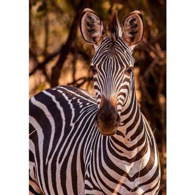 buttinette Diamantenstickerei-Set Zebra - Diamantstickerei-Set buttinette Diamantenstickerei-Set Zebra - Diamantstickerei-Set