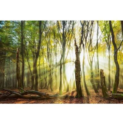 ARCHITECTS PAPER Still Standing - Wald Natur Bunt Tapete ARCHITECTS PAPER Still Standing - Wald Natur Bunt Tapete