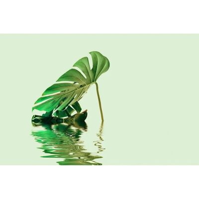 ARTist Monstera Leaf Water - Wandtapete - 4m x 2,7m ARTist Monstera Leaf Water - Wandtapete - 4m x 2,7m