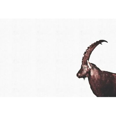 ARTist Capricorn Snow Wandbild - Tiermotiv Natur ARTist Capricorn Snow Wandbild - Tiermotiv Natur