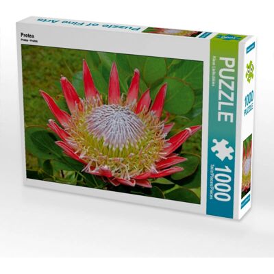 CALVENDO - Protea 1000pc - Klaus Lielischkies - Puzzle CALVENDO - Protea 1000pc - Klaus Lielischkies - Puzzle