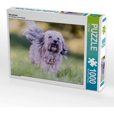 Calvendo - Bichon Havanais - 1000 Pièces - Puzzle - Publicité Calvendo - Bichon Havanais - 1000 Pièces - Puzzle - Publicité