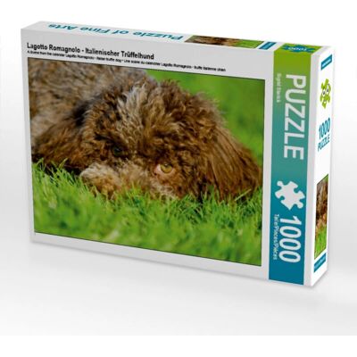 Calvendo - Lagotto Romagnolo Puzzle - Lagotto Romagnolo - Rompecabezas Calvendo - Lagotto Romagnolo Puzzle - Lagotto Romagnolo - Rompecabezas