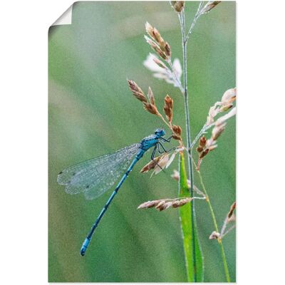 ARTLAND - Kleine Libelle - Grün - 40x60 cm - Wandbild ARTLAND - Kleine Libelle - Grün - 40x60 cm - Wandbild