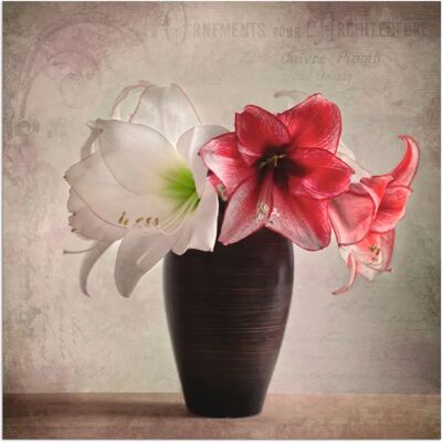 ARTland - Amaryllis Vintage I - 30x30 cm - Wall Art ARTland - Amaryllis Vintage I - 30x30 cm - Wall Art