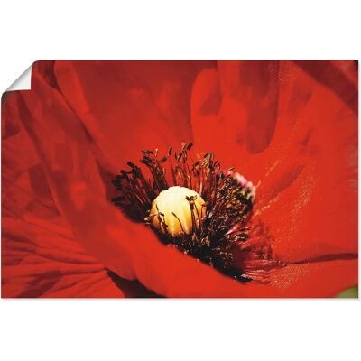 ARTLAND - Roter Mohn - 30x20 cm - Wall Art ARTLAND - Roter Mohn - 30x20 cm - Wall Art