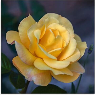 ARTLAND Gelbe Rose Glasbild - Blumen, Quadrat, 50x50 cm ARTLAND Gelbe Rose Glasbild - Blumen, Quadrat, 50x50 cm