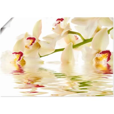 ARTLAND - Weiße Orchidee mit Wasserreflektion - 70x50 cm - Leinwand - Wall Art ARTLAND - Weiße Orchidee mit Wasserreflektion - 70x50 cm - Leinwand - Wall Art