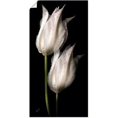 ARTLAND - Weiße Tulpen in der Nacht - 20x40 cm - Alu-Dibond - Wall Art ARTLAND - Weiße Tulpen in der Nacht - 20x40 cm - Alu-Dibond - Wall Art