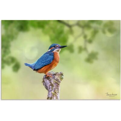 ARTLAND - Eisvogel - 30x20 cm - Wandbild ARTLAND - Eisvogel - 30x20 cm - Wandbild