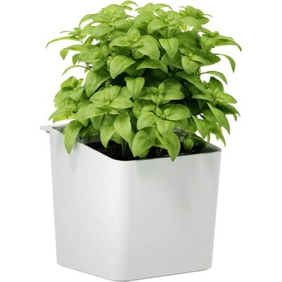 tesa 700440000000 Pot à Herbes Blanc - Pot à Herbes tesa 700440000000 Pot à Herbes Blanc - Pot à Herbes