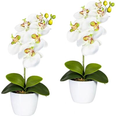 CREATIV GREEN - Orchidee Phalaenopsis - Weiß-Grün CREATIV GREEN - Orchidee Phalaenopsis - Weiß-Grün