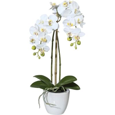 CREATIV GREEN - Orchidee Phalaenopsis - 43 cm CREATIV GREEN - Orchidee Phalaenopsis - 43 cm