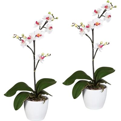 CREATIV GREEN - Orchidee Phalaenopsis - 55 cm CREATIV GREEN - Orchidee Phalaenopsis - 55 cm