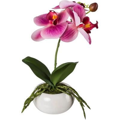 CREATIV GREEN - Phalaenopsis in Keramikschale - pink CREATIV GREEN - Phalaenopsis in Keramikschale - pink