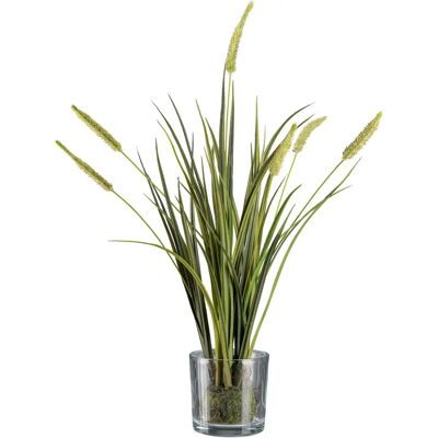 CREATIV GREEN - Grasbusch Miscanthus - Dekorative Pflanze CREATIV GREEN - Grasbusch Miscanthus - Dekorative Pflanze