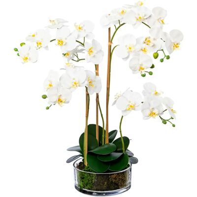CREATIV GREEN - Phalaenopsis im Glas - Artificial plant CREATIV GREEN - Phalaenopsis im Glas - Artificial plant