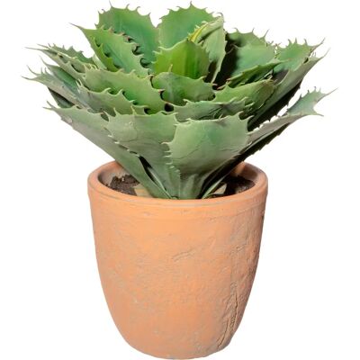 CREATIV GREEN - Echeveria im Terracottatopf - Pflanze CREATIV GREEN - Echeveria im Terracottatopf - Pflanze