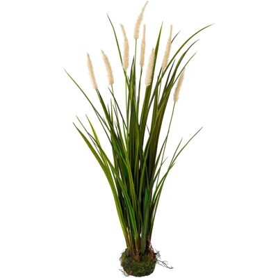 CREATIV GREEN - Miscanthus im Erdballen - 75 cm CREATIV GREEN - Miscanthus im Erdballen - 75 cm