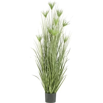 Kaiserkraft - Cyperus longus - 2100 mm - Dekorative Pflanze Kaiserkraft - Cyperus longus - 2100 mm - Dekorative Pflanze