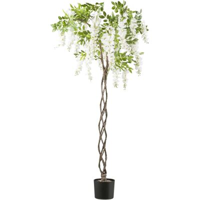 CREATIV GREEN - Weißer Blauregen - weiß - Dekorative Pflanze CREATIV GREEN - Weißer Blauregen - weiß - Dekorative Pflanze
