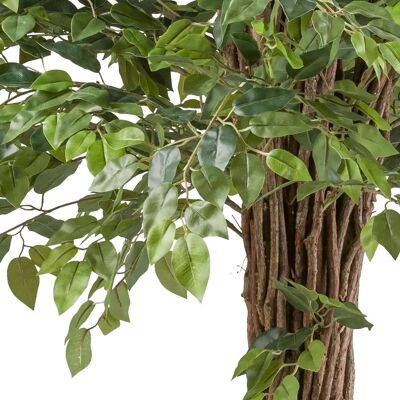 CREATIV GREEN - Ficus benjamina - Grün - Dekorative Pflanze CREATIV GREEN - Ficus benjamina - Grün - Dekorative Pflanze
