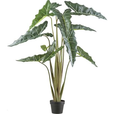 CREATIV GREEN - Alocasia zebrina sarian - Grün - 130 cm CREATIV GREEN - Alocasia zebrina sarian - Grün - 130 cm