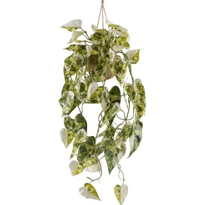 CREATIV GREEN - Syngonium - grün-weiß - 80 cm - Pflanze CREATIV GREEN - Syngonium - grün-weiß - 80 cm - Pflanze