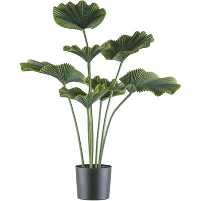 Pflanzen-Kölle - Strahlenpalme - 100 cm Pflanzen-Kölle - Strahlenpalme - 100 cm