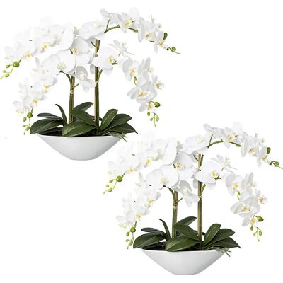 Kaiser Phalaenopsis - Toque real - 530mm - Plantas com flores Kaiser Phalaenopsis - Toque real - 530mm - Plantas com flores