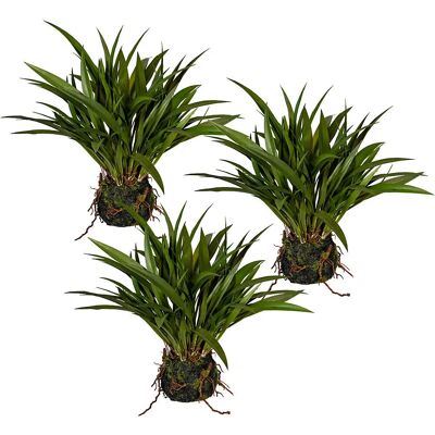 Kaiserkraft Miscanthus - 3 Plantas em Vaso - 350mm Kaiserkraft Miscanthus - 3 Plantas em Vaso - 350mm